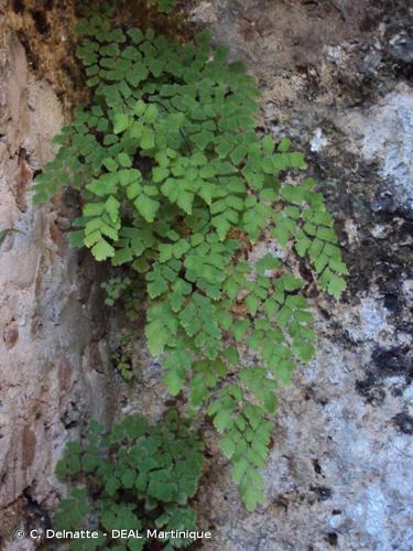 <i>Adiantum capillus-veneris</i> L., 1753 © C. Delnatte - DEAL Martinique