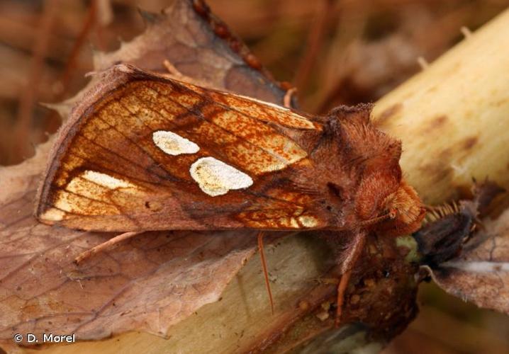 <i>Plusia festucae</i> (Linnaeus, 1758) © D. Morel