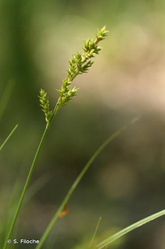 <i>Carex elongata</i> L., 1753 © S. Filoche