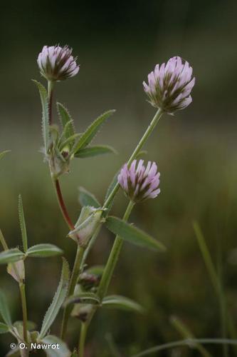 <i>Trifolium strictum</i> L., 1755 © O. Nawrot