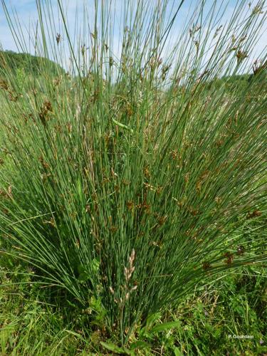 <i>Juncus inflexus</i> L., 1753 © P. Gourdain