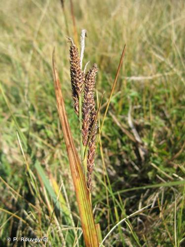 <i>Carex atrata</i> L., 1753 © P. Rouveyrol