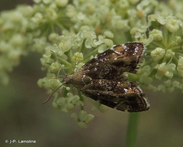 <i>Prochoreutis myllerana</i> (Fabricius, 1794) © J-P. Lamoline