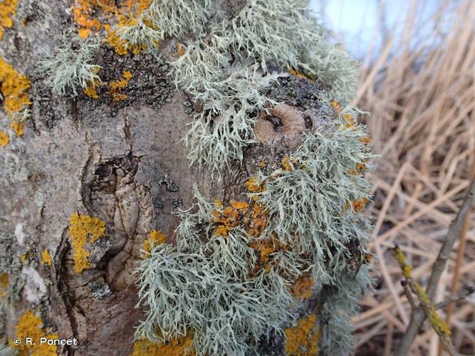 <i>Ramalina farinacea</i> (L.) Ach., 1810 © R. Poncet