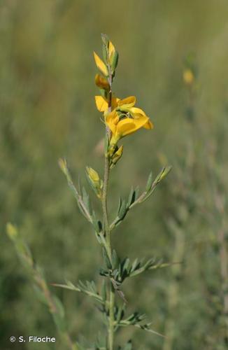 <i>Genista anglica</i> L., 1753 © S. Filoche