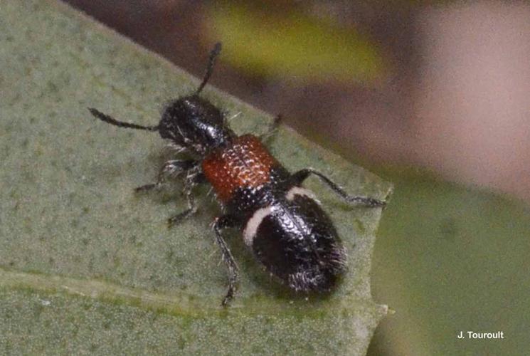 <i>Tilloidea unifasciata</i> (Fabricius, 1787) © J. Touroult