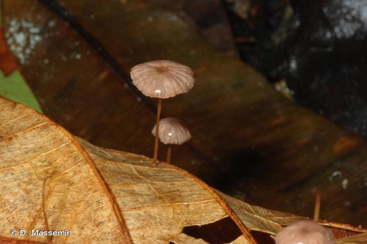 <i>Marasmius rotula</i> (Scop. : Fr.) Fr., 1838 © D. Massemin