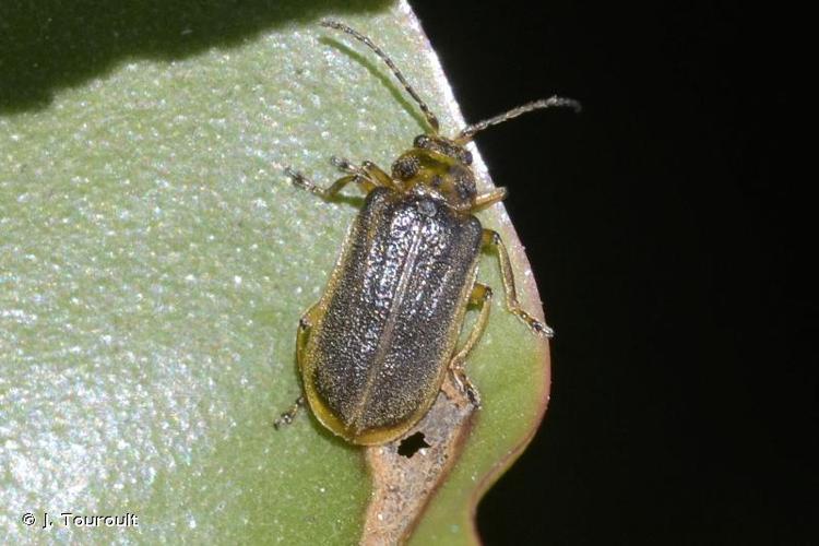 <i>Galerucella nymphaeae</i> (Linnaeus, 1758) © J. Touroult