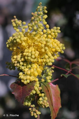 <i>Berberis aquifolium</i> Pursh, 1814 © S. Filoche