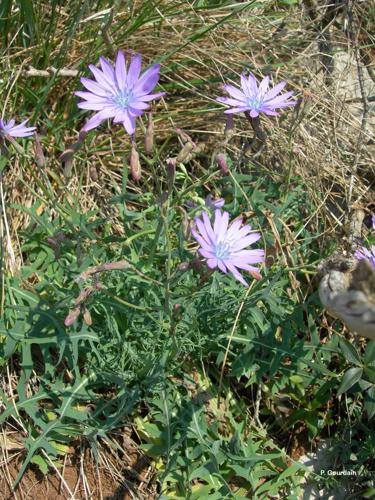 <i>Lactuca perennis</i> L., 1753 © P. Gourdain