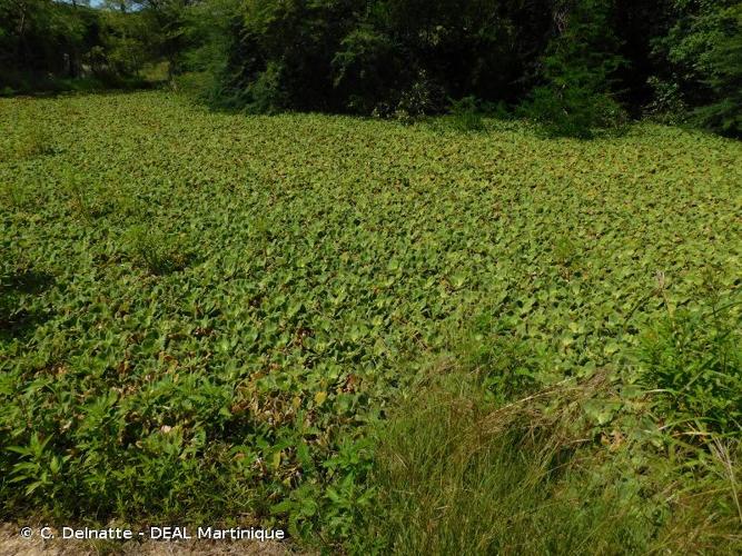 <i>Pistia stratiotes</i> L., 1753 © C. Delnatte - DEAL Martinique