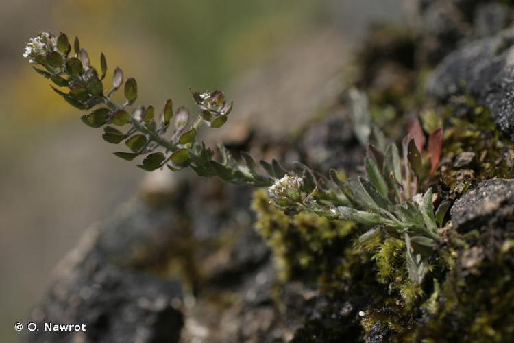 <i>Lepidium heterophyllum</i> Benth., 1826 © O. Nawrot