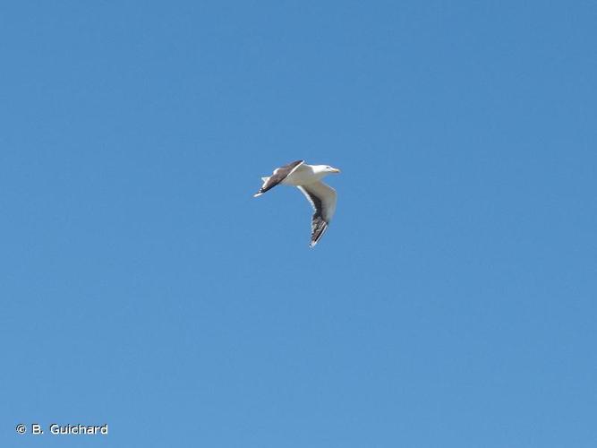 <i>Larus marinus</i> Linnaeus, 1758 © B. Guichard