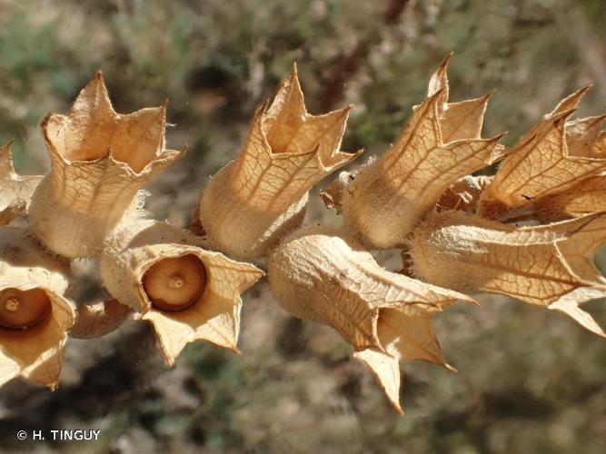 <i>Hyoscyamus niger</i> L., 1753 © H. TINGUY