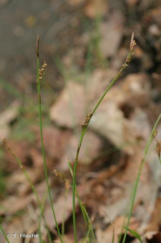 <i>Carex digitata</i> L., 1753 © S. Filoche