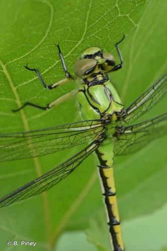 <i>Ophiogomphus cecilia</i> (Geoffroy <i>in</i> Fourcroy, 1785) © B. Piney