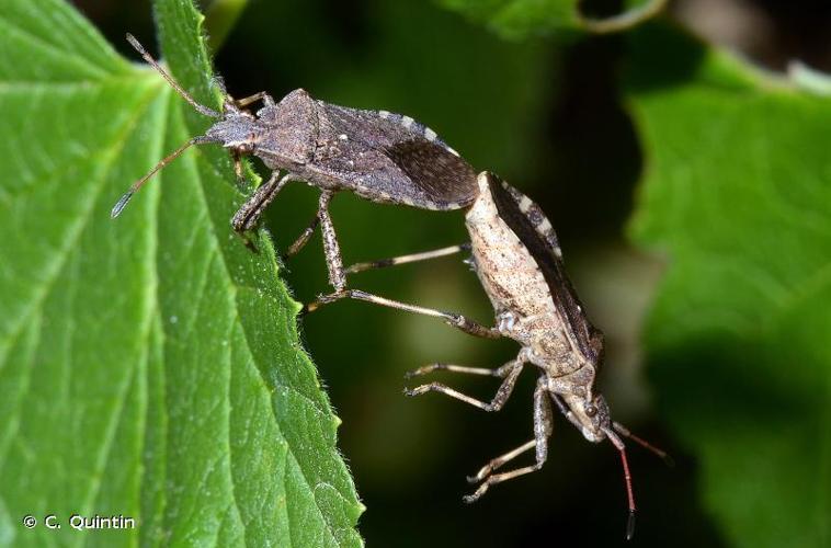 <i>Ceraleptus gracilicornis</i> (Herrich-Schäffer, 1835) © C. Quintin