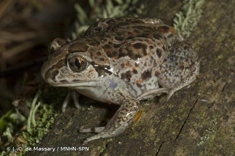 <i>Pelobates fuscus</i> (Laurenti, 1768) © J.-C. de Massary / MNHN-SPN