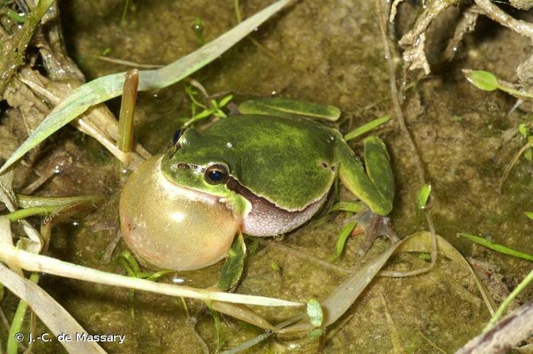 <i>Hyla arborea arborea</i> (Linnaeus, 1758) © J.-C. de Massary