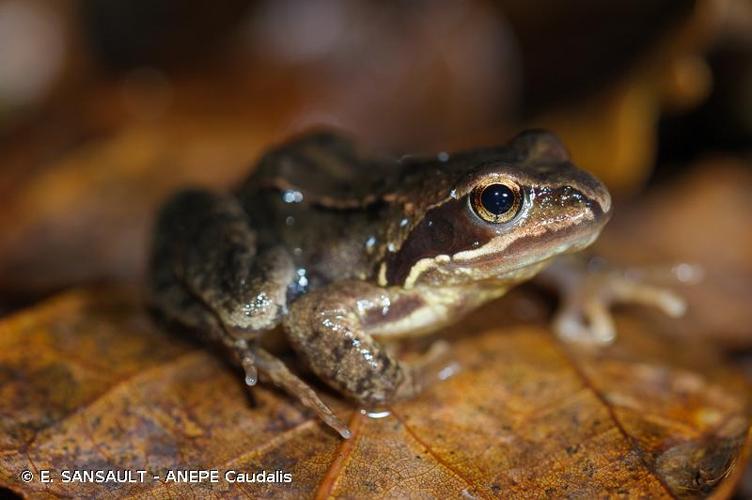 <i>Rana temporaria</i> Linnaeus, 1758 © E. SANSAULT - ANEPE Caudalis