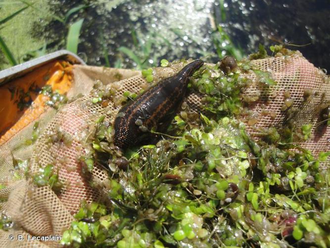 <i>Hirudo medicinalis</i> Linnaeus, 1758 © B. Lecaplain