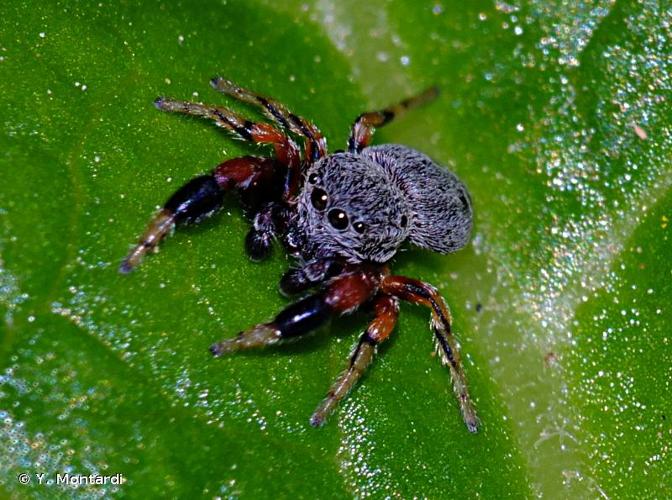 <i>Ballus rufipes</i> (Simon, 1868) © Y. Montardi