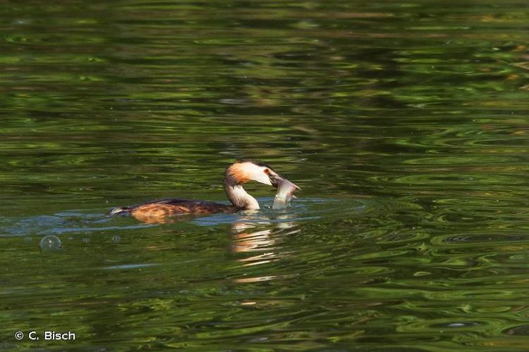 <i>Podiceps cristatus</i> (Linnaeus, 1758) © C. Bisch