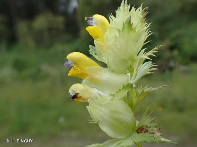 <i>Rhinanthus angustifolius</i> C.C.Gmel., 1806 © H. TINGUY