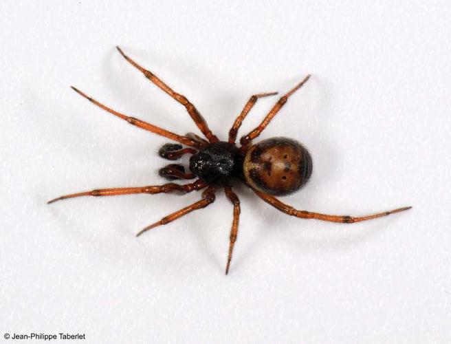 <i>Steatoda bipunctata</i> (Linnaeus, 1758) © 