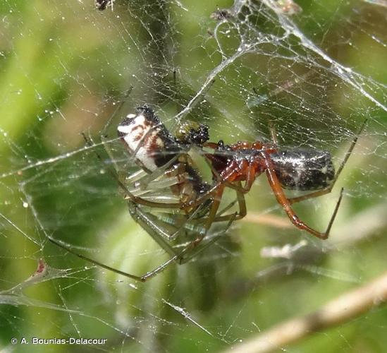 <i>Frontinellina frutetorum</i> (C.L. Koch, 1834) © A. Bounias-Delacour