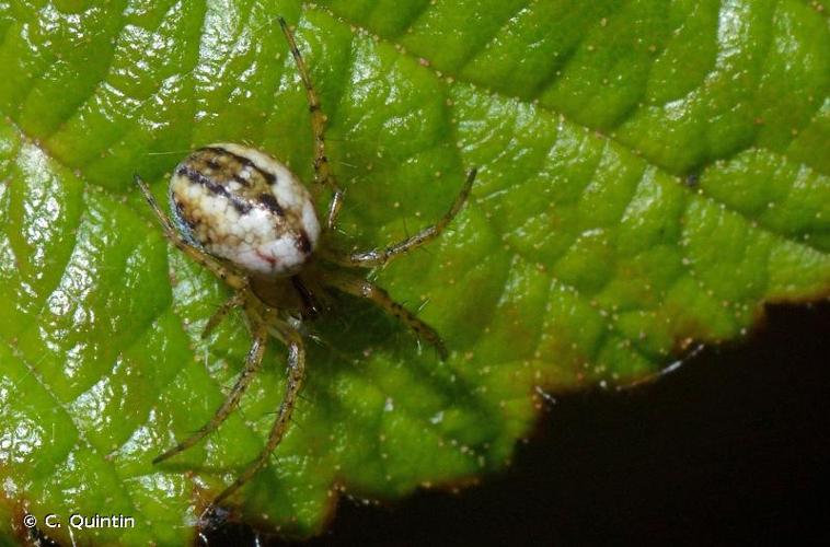 <i>Mangora acalypha</i> (Walckenaer, 1802) © C. Quintin