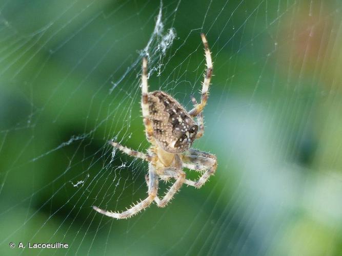 <i>Araneus diadematus</i> Clerck, 1758 © A. Lacoeuilhe