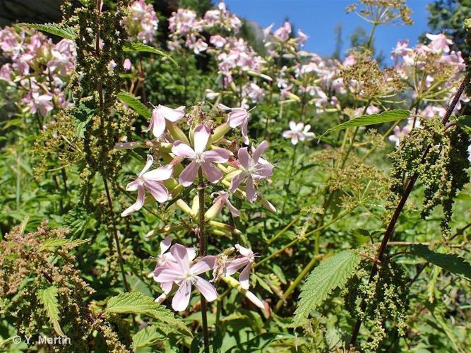 <i>Saponaria officinalis</i> L., 1753 © 