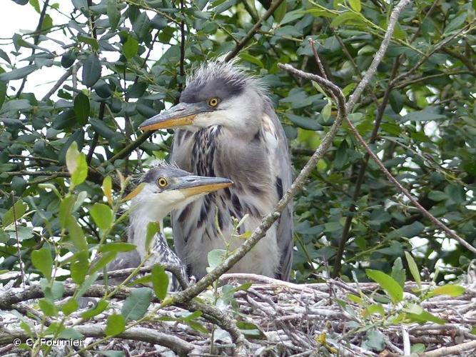 <i>Ardea cinerea</i> Linnaeus, 1758 © C. Fournier