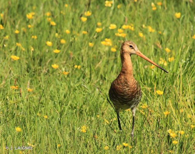 <i>Limosa limosa</i> (Linnaeus, 1758) © J. LAIGNEL