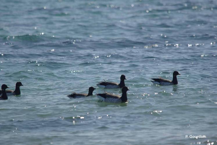 <i>Branta bernicla</i> (Linnaeus, 1758) © P. Gourdain