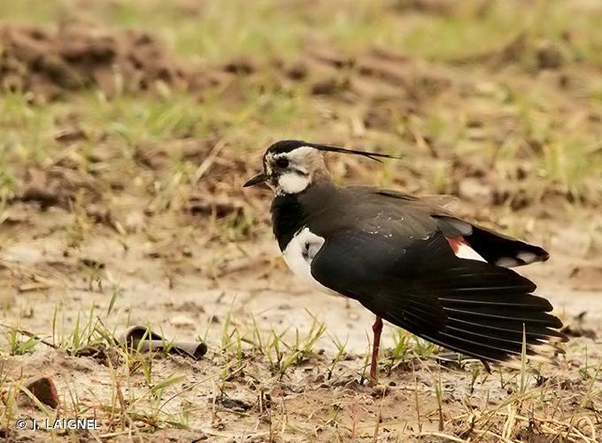 <i>Vanellus vanellus</i> (Linnaeus, 1758) © J. LAIGNEL