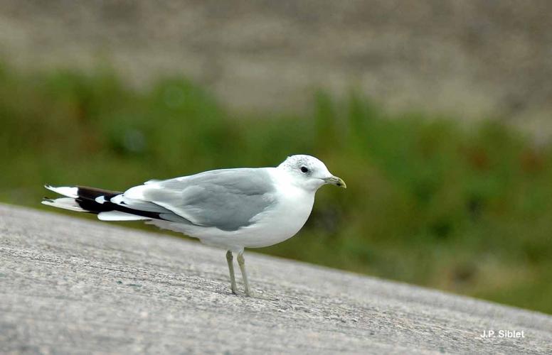 <i>Larus canus</i> Linnaeus, 1758 © J.P. Siblet