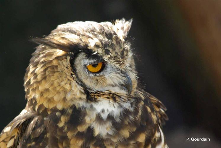 <i>Bubo bubo</i> (Linnaeus, 1758) © P. Gourdain