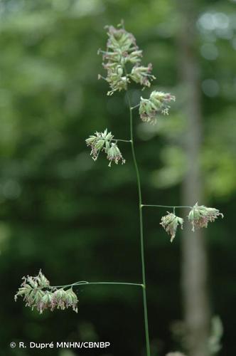 <i>Dactylis glomerata </i>L., 1753 subsp.<i> glomerata</i> © R. Dupré MNHN/CBNBP