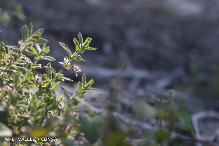 <i>Teucrium scordium</i> L., 1753 © E. VALLEZ / CBNSA