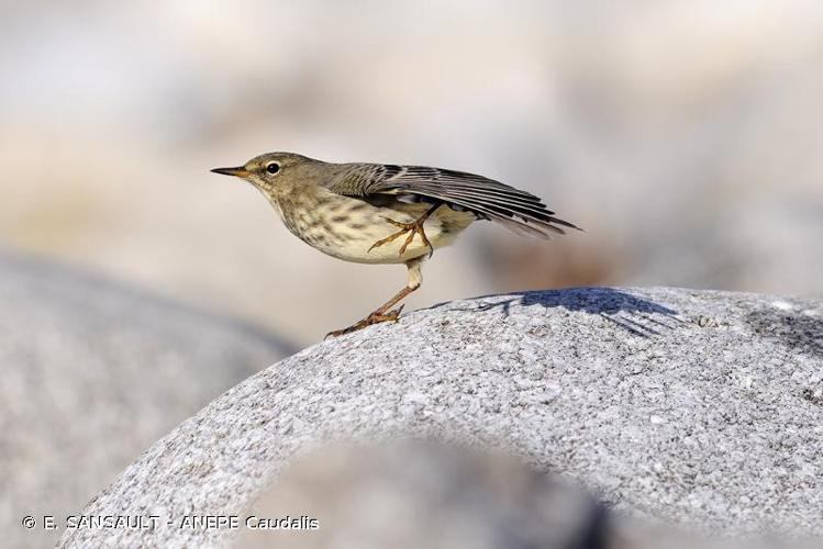 <i>Anthus petrosus</i> (Montagu, 1798) © E. SANSAULT - ANEPE Caudalis