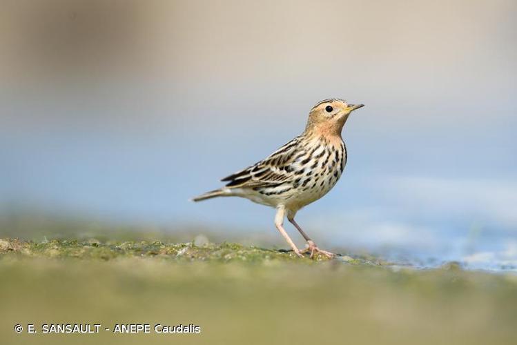 <i>Anthus cervinus</i> (Pallas, 1811) © E. SANSAULT - ANEPE Caudalis