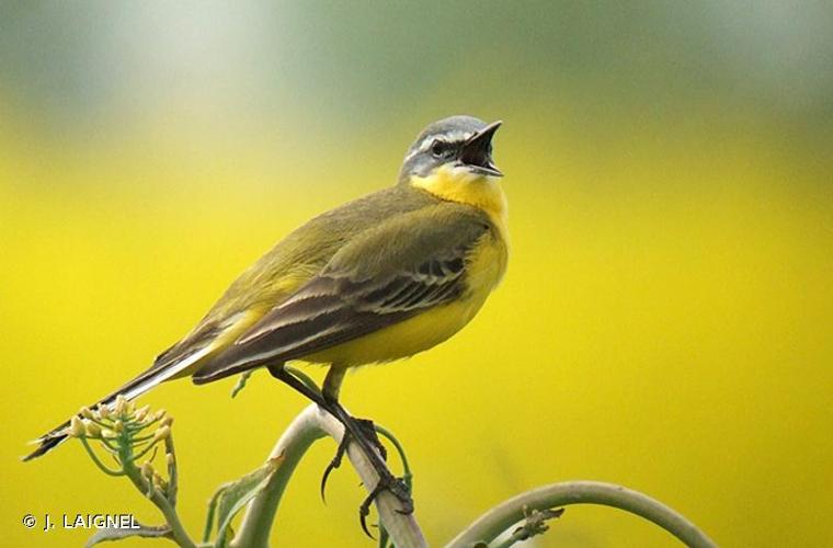 <i>Motacilla flava</i> Linnaeus, 1758 © J. LAIGNEL