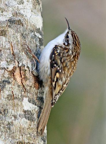 <i>Certhia familiaris</i> Linnaeus, 1758 © F. Jiguet