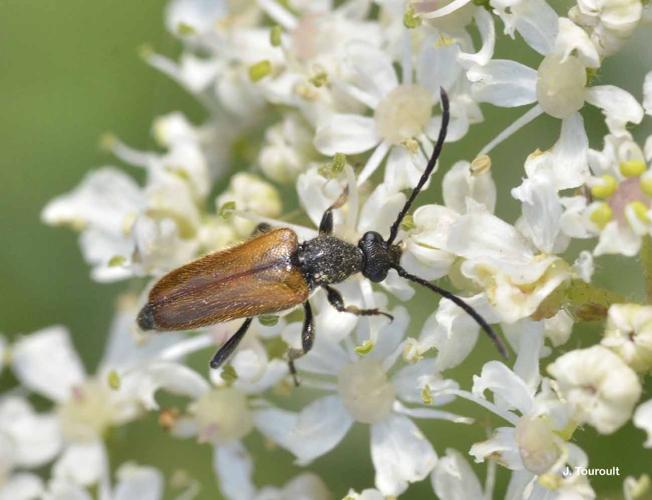 <i>Pseudovadonia livida</i> (Fabricius, 1777) © J. Touroult