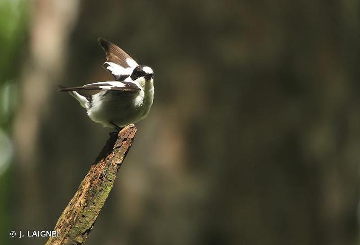 <i>Ficedula albicollis</i> (Temminck, 1815) © J. LAIGNEL