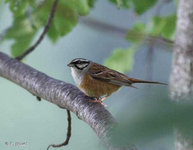 <i>Emberiza cia</i> Linnaeus, 1766 © F. Jiguet