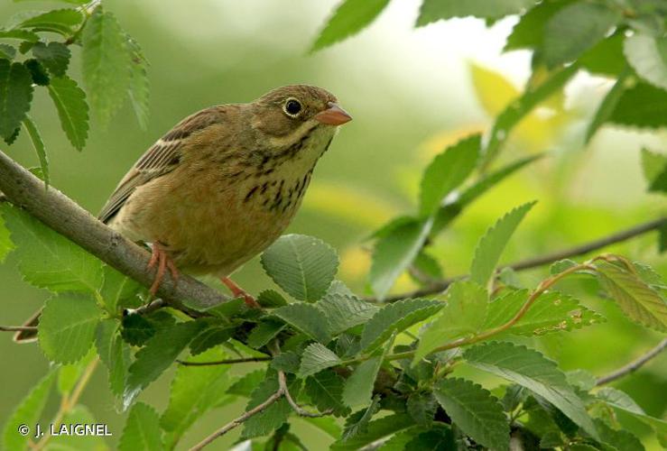 <i>Emberiza hortulana</i> Linnaeus, 1758 © J. LAIGNEL