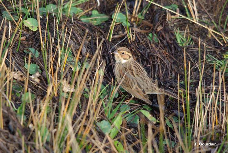 <i>Emberiza pusilla</i> Pallas, 1776 © P. Gourdain